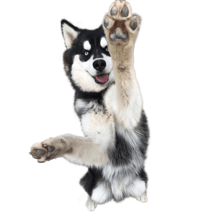 Siberian Husky Breed Information C&C Siberian Huskies