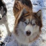siberian huskies in north carolina and virginia