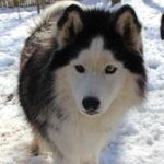 siberian huskies in north carolina and virginia