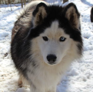 siberian huskies in north carolina and virginia