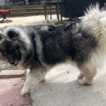 siberian huskies in north carolina and virginia