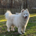 siberian huskies in north carolina and virginia