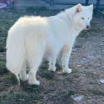 siberian huskies in north carolina and virginia