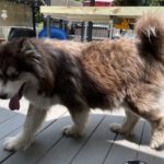 siberian huskies in north carolina and virginia