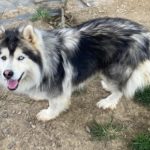 siberian huskies in north carolina and virginia