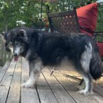 siberian huskies in north carolina and virginia