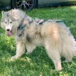 siberian huskies in north carolina and virginia