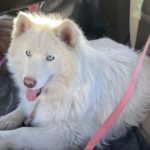 siberian huskies in north carolina and virginia