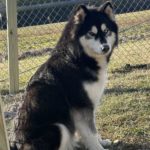 siberian huskies in north carolina and virginia beach