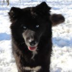 siberian huskies in north carolina and virginia