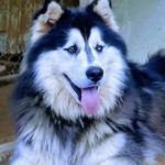 siberian huskies in north carolina and virginia