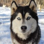 siberian huskies in north carolina and virginia