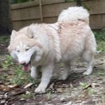 siberian huskies in north carolina and virginia