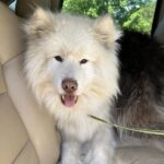 siberian huskies in north carolina and virginia