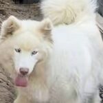 siberian huskies in north carolina and virginia