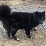 siberian huskies in north carolina and virginia beach