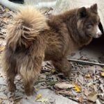 siberian huskies in north carolina and virginia