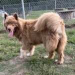 siberian huskies in north carolina and virginia