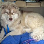 siberian huskies in north carolina and virginia