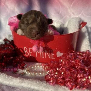 siberian husky puppies for sale in north carolina and virginia