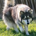 siberian huskies in north carolina and virginia