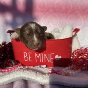 siberian husky puppies for sale in north carolina and virginia