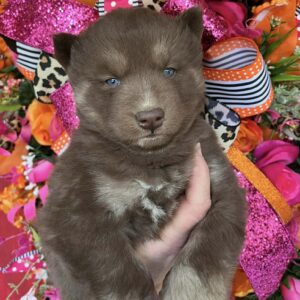 siberian husky puppies for sale in north carolina and virginia