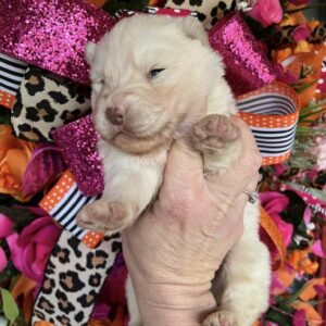 siberian husky puppies for sale in north carolina and virginia