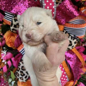 siberian husky puppies for sale in north carolina and virginia