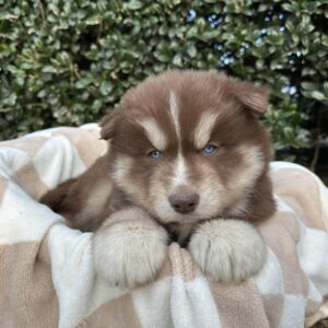 siberian husky puppies for sale in north carolina and virginia