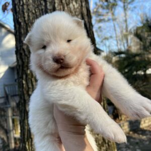 siberian husky puppies in north carolina and virginia