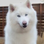 siberian huskies in north carolina and virginia