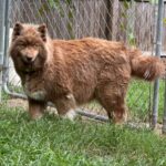 siberian huskies in north carolina and virginia